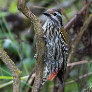 Abyssinian Woodpecker