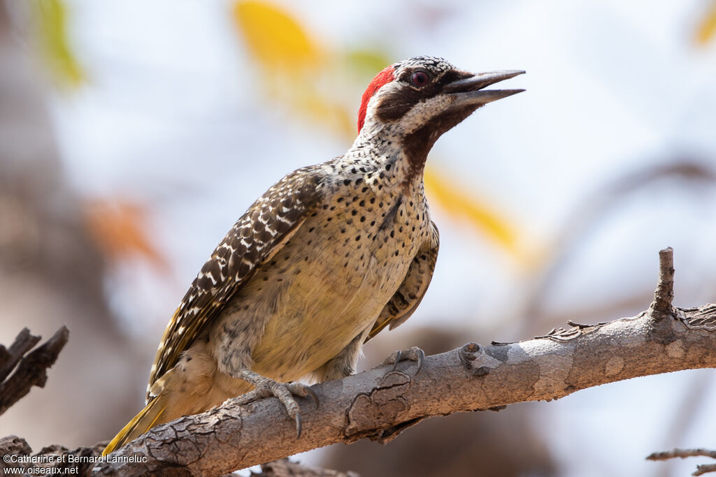 Bennett's Woodpecker female adult