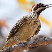 Bennett's Woodpecker