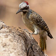 Bennett's Woodpecker