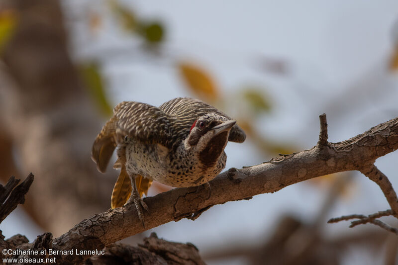 Bennett's Woodpecker female adult, Behaviour