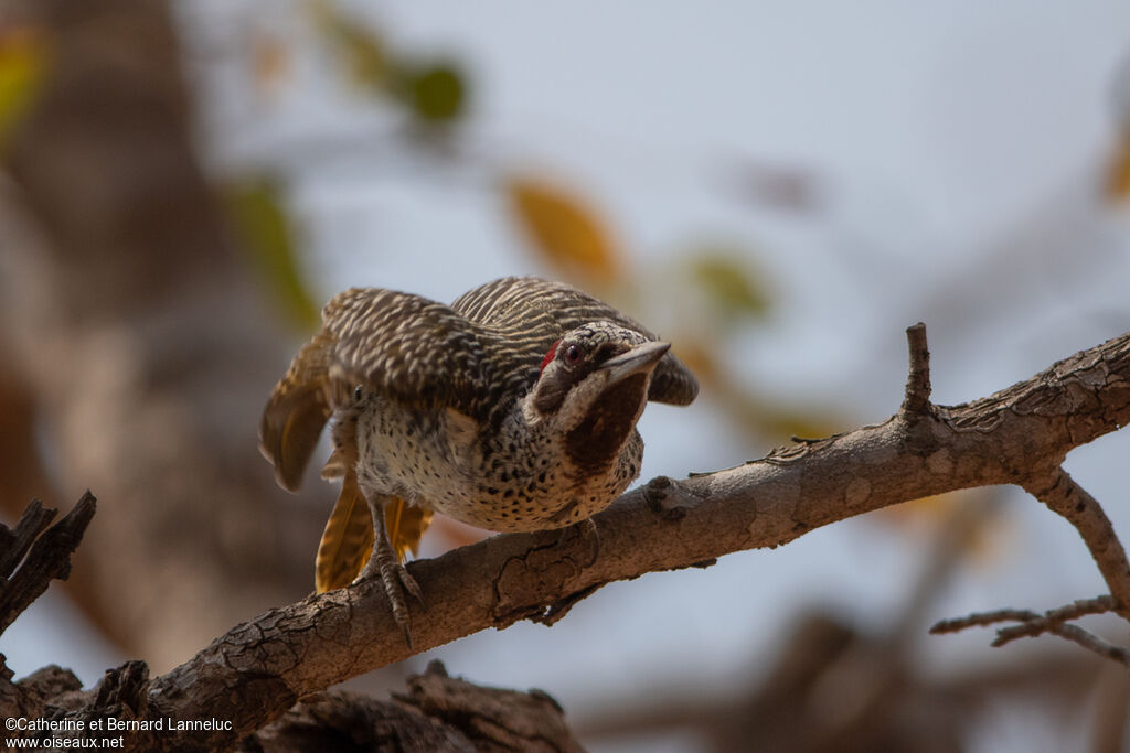 Bennett's Woodpecker female adult, Behaviour