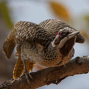 Bennett's Woodpecker