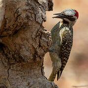 Bennett's Woodpecker