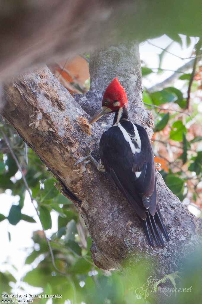 Crimson-crested Woodpecker male adult, identification