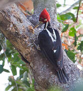 Crimson-crested Woodpecker