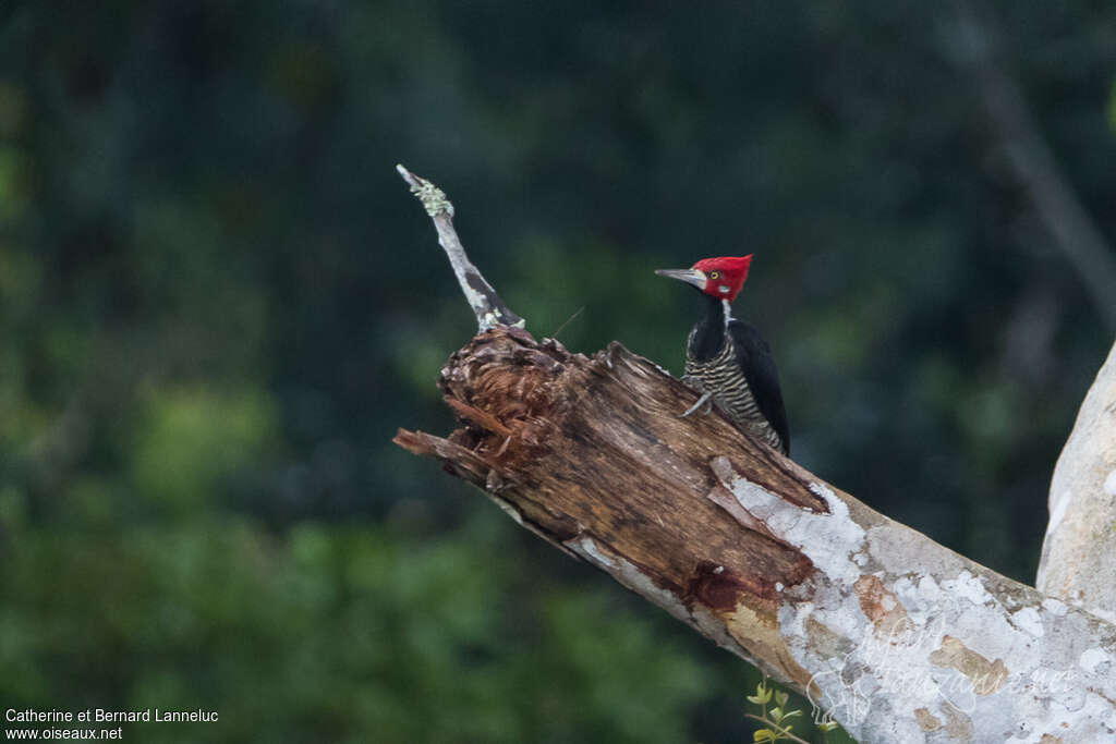 Crimson-crested Woodpecker male adult, habitat, pigmentation