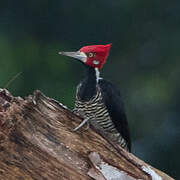 Crimson-crested Woodpecker