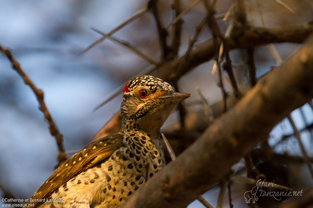 Nubian Woodpecker female adult