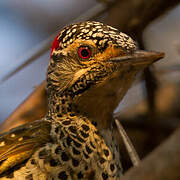 Nubian Woodpecker