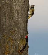 Nubian Woodpecker