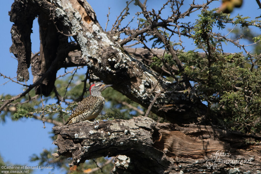 Nubian Woodpecker female adult