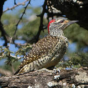 Nubian Woodpecker