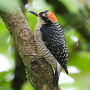 Black-cheeked Woodpecker