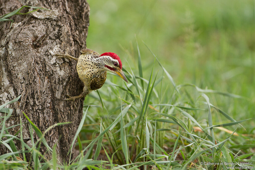 Speckle-throated Woodpecker male adult