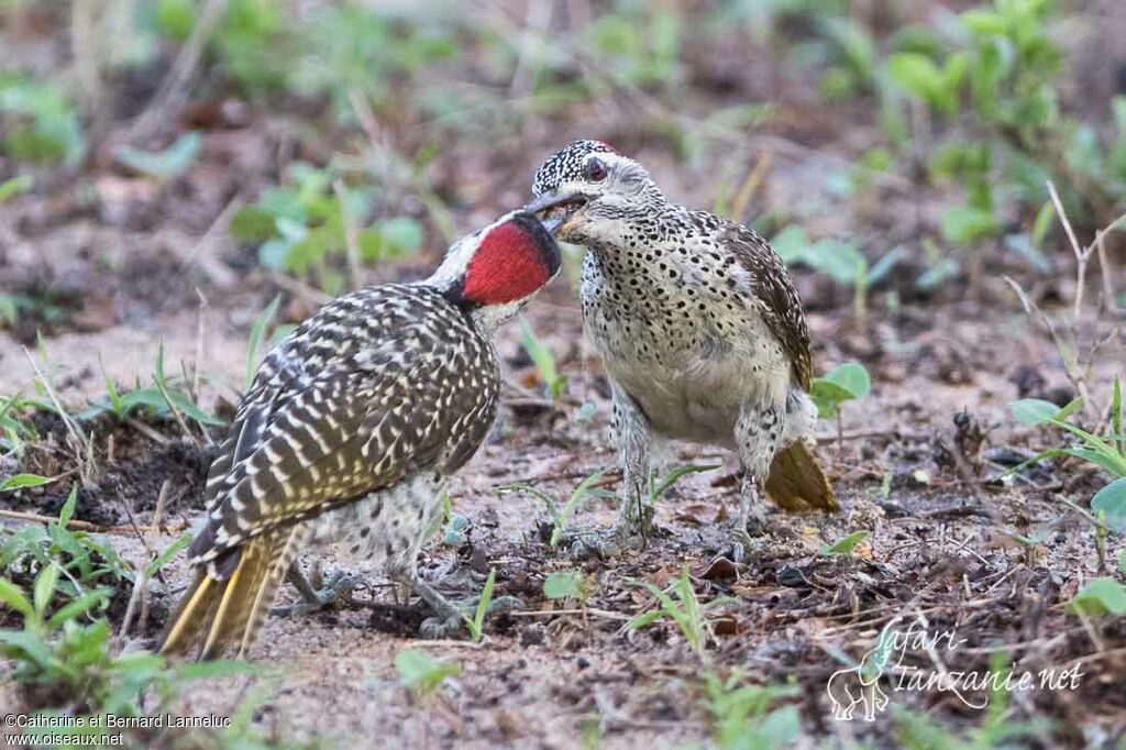 Speckle-throated Woodpecker, Reproduction-nesting