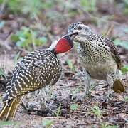 Speckle-throated Woodpecker