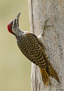 Speckle-throated Woodpecker