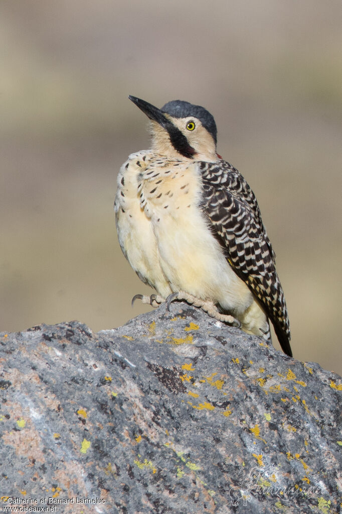 Pic des rochers mâle adulte, identification