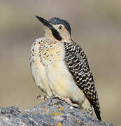 Andean Flicker