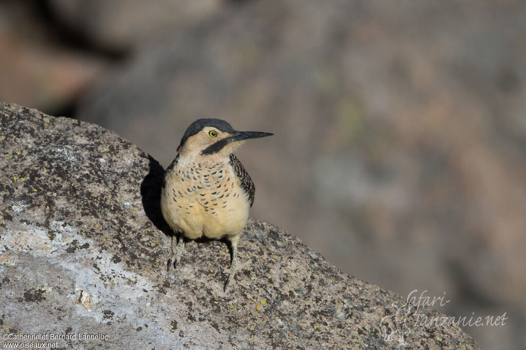 Andean Flicker male adult, Behaviour