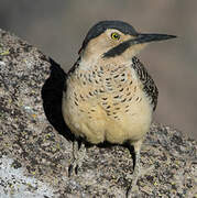 Andean Flicker