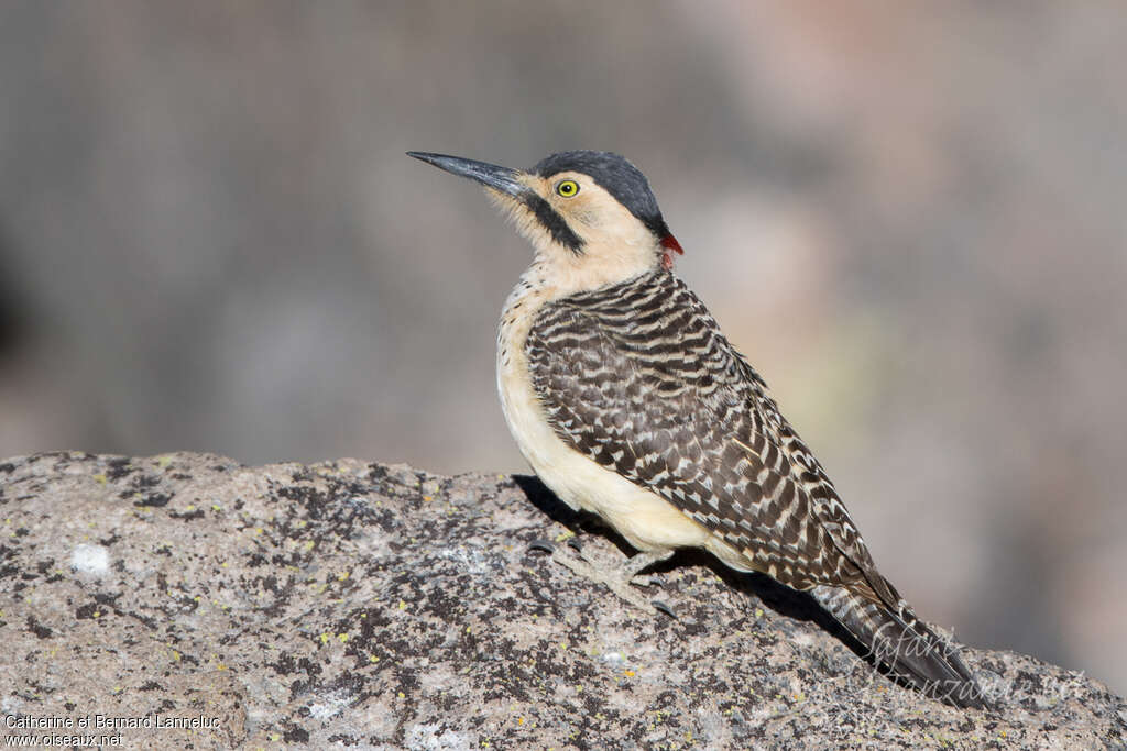 Pic des rochers femelle adulte, identification