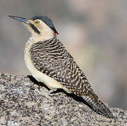 Andean Flicker