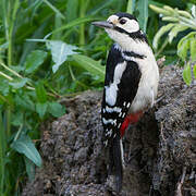 Great Spotted Woodpecker