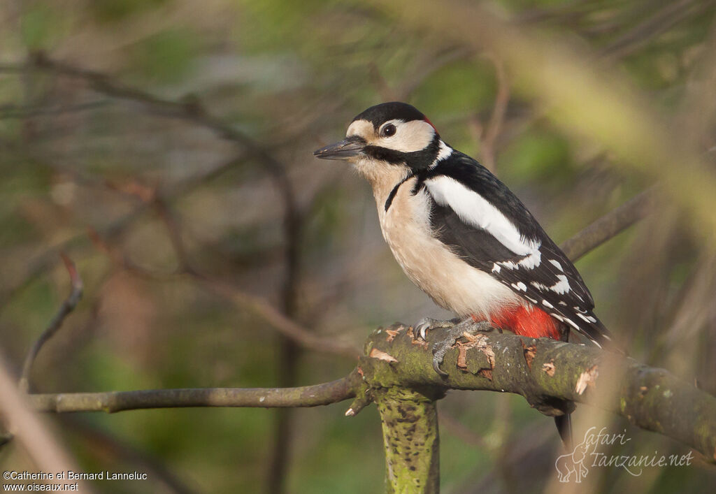 Great Spotted Woodpecker male, Behaviour