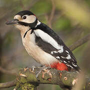 Great Spotted Woodpecker