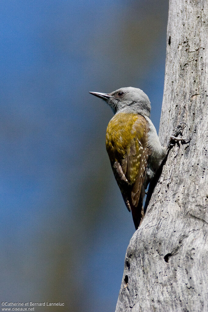 African Grey Woodpecker female adult