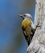 African Grey Woodpecker