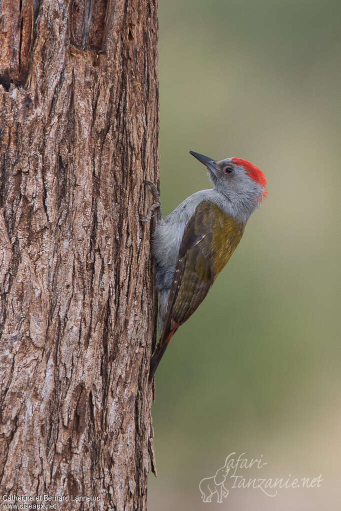 African Grey Woodpecker male adult, identification