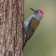 African Grey Woodpecker