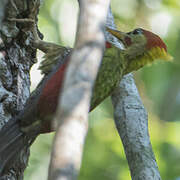 Crimson-winged Woodpecker