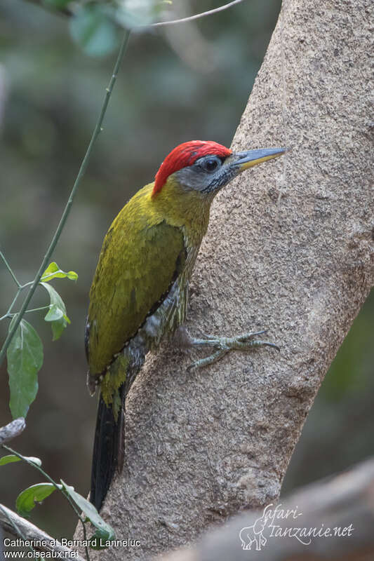 Laced Woodpecker male adult, identification