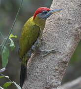 Laced Woodpecker