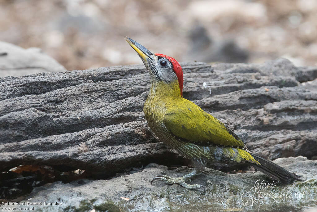 Laced Woodpecker male adult, identification