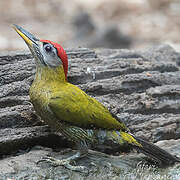 Laced Woodpecker