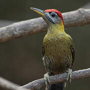 Laced Woodpecker