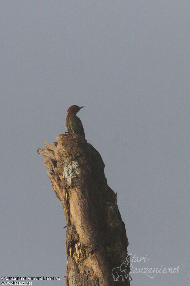 Banded Woodpecker