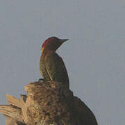 Banded Woodpecker