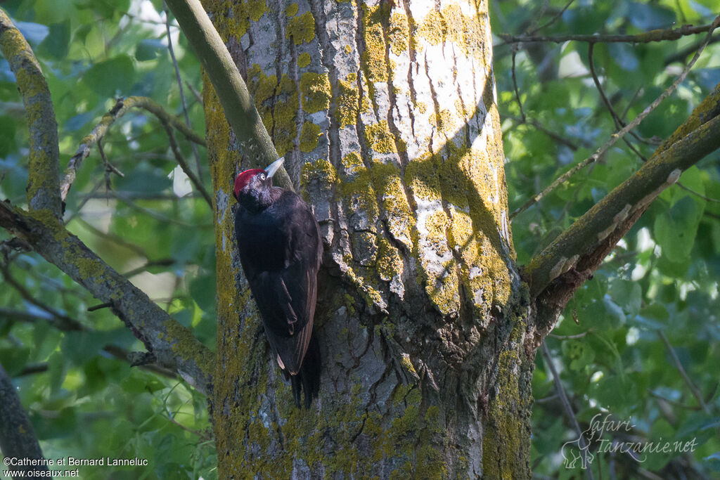 Black Woodpecker male adult