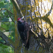 Black Woodpecker