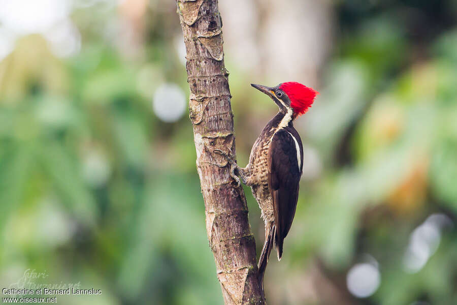 Lineated Woodpecker female adult, identification