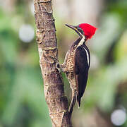 Lineated Woodpecker