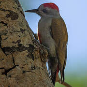 Eastern Grey Woodpecker