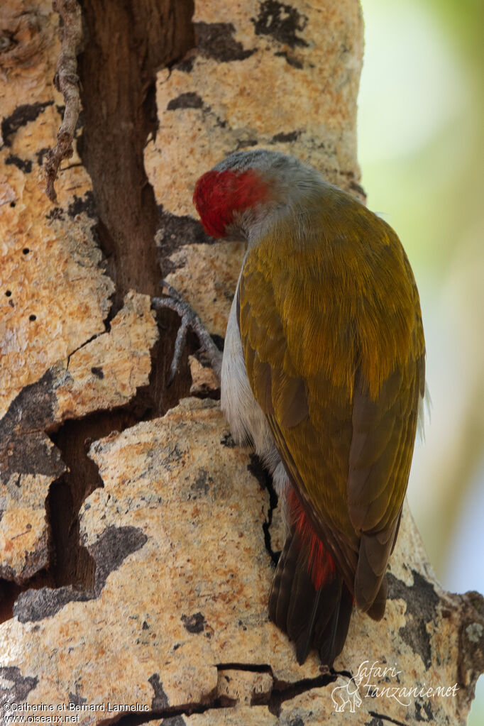 Eastern Grey Woodpecker male adult