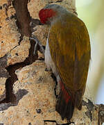 Eastern Grey Woodpecker